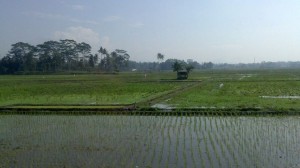 Saya senang naik kereta. Sawah yang terbentang di balik jendela kereta, buku, musik, dan kopi susu yang menemani perjalanan, serta sejumput waktu bagi diri sendiri adalah hal-hal yang selalu saya rindukan.